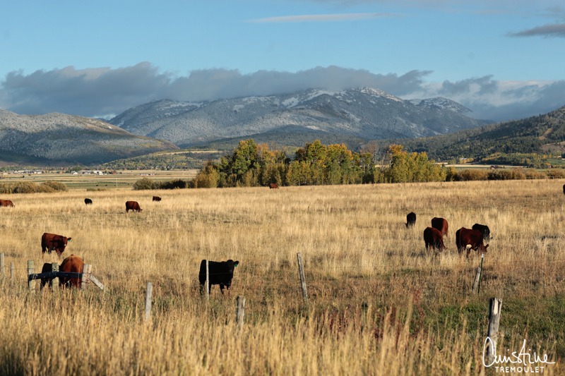 Cows in a Field outside Victor, Idaho